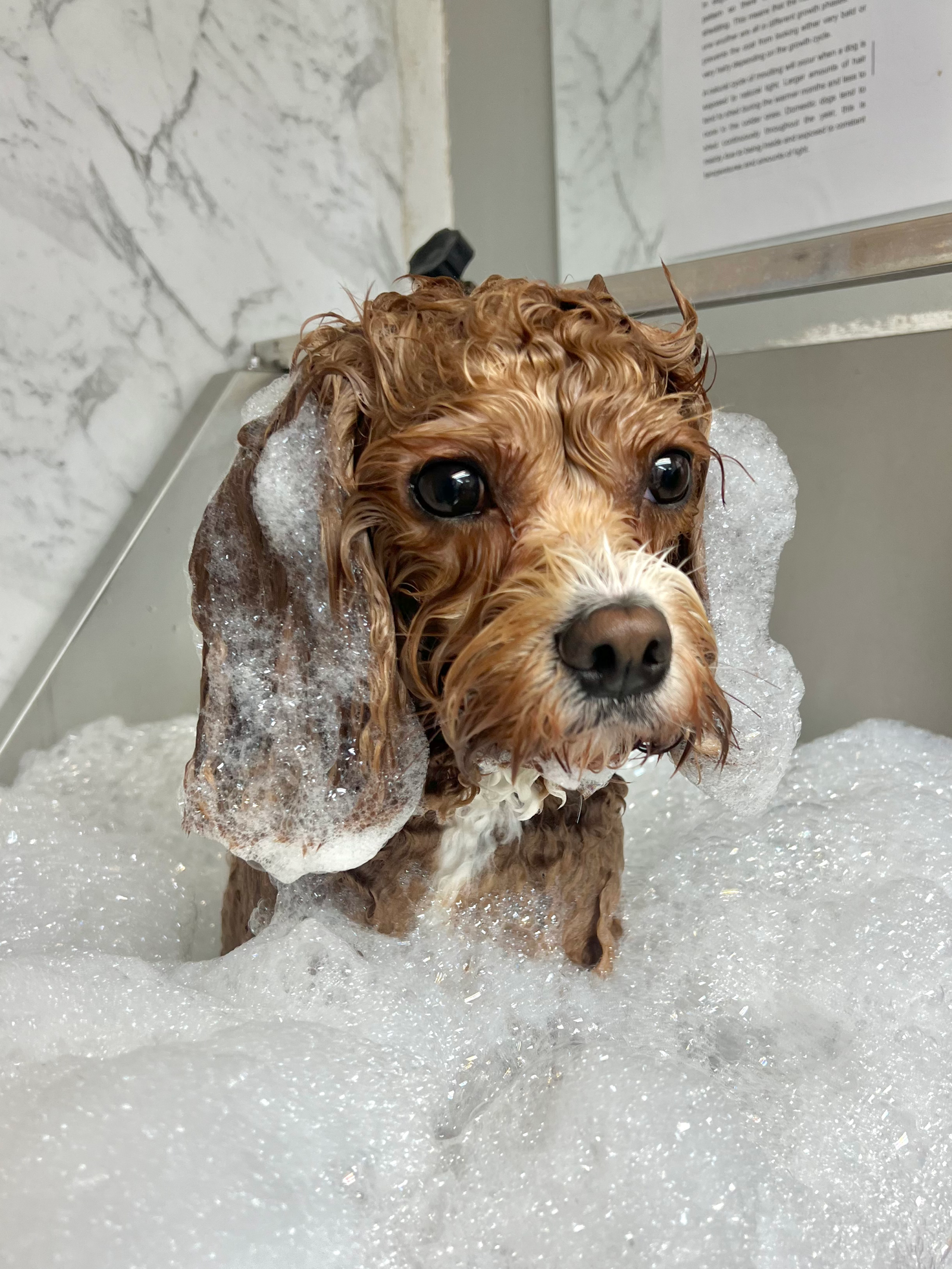service page bath and dry photo
